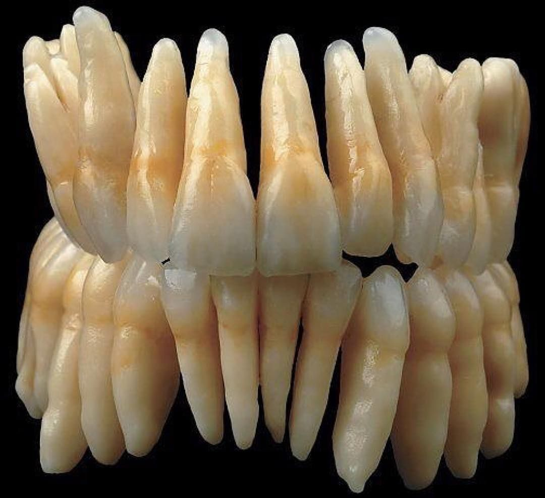 Зубы человека картинки