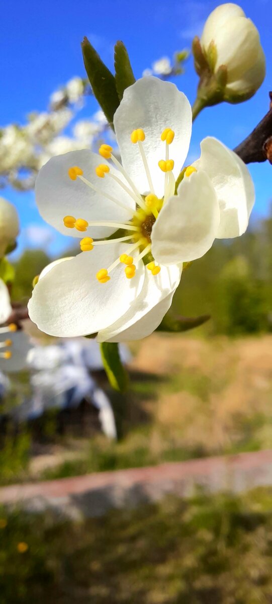 Макросъемка на смартфоне