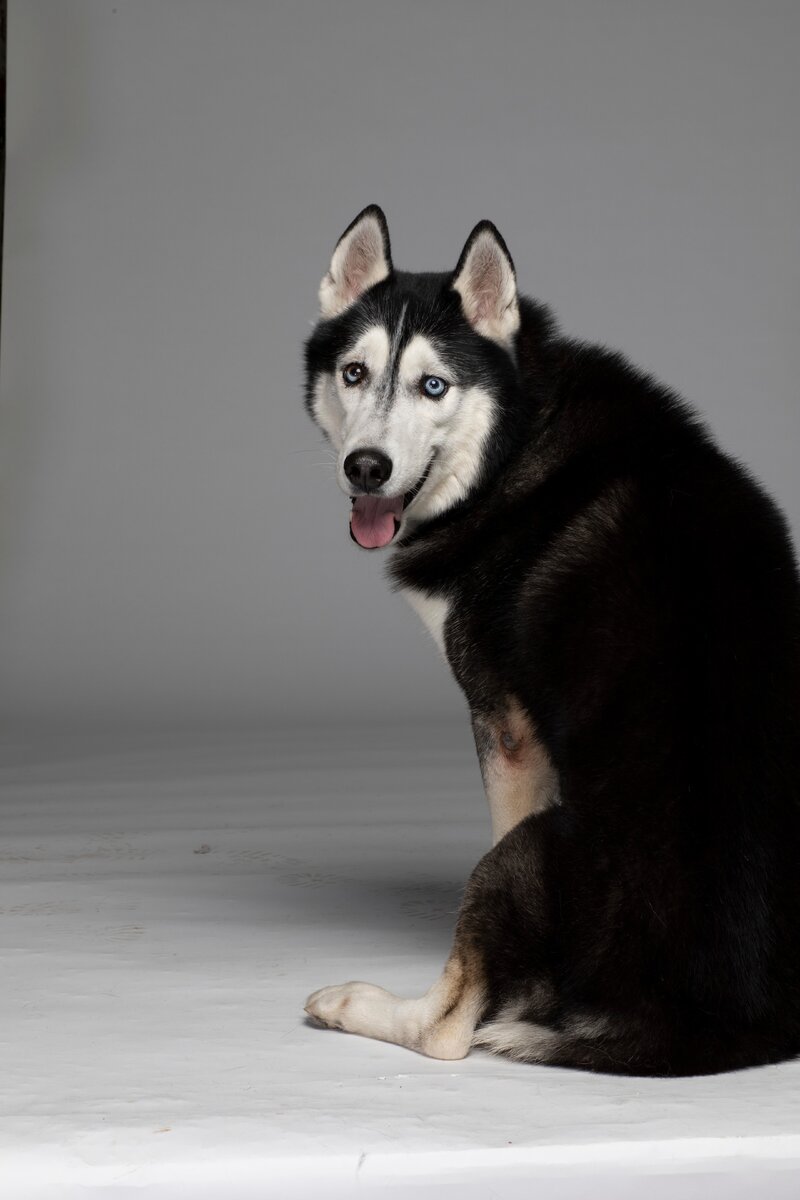 Человек собаке друг☺☺☺ 