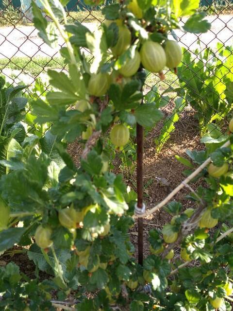 Фото: Романа Образцова. Крыжовнику 3 год, зреет урожай.