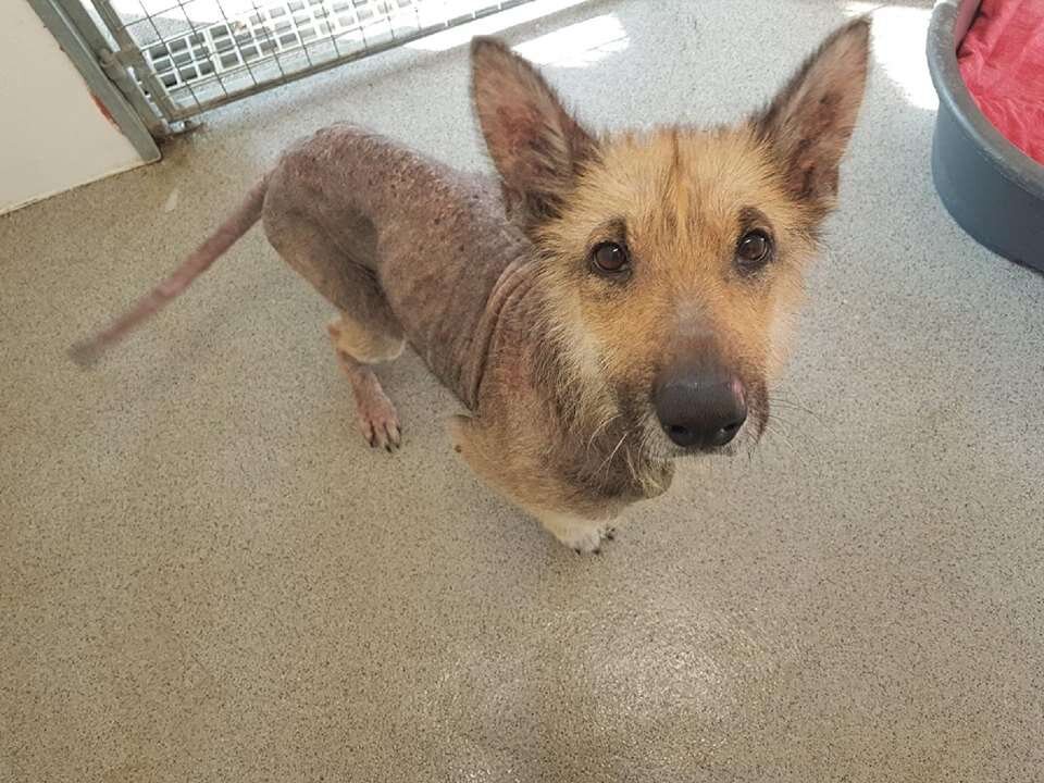 Фото: thedodo.com