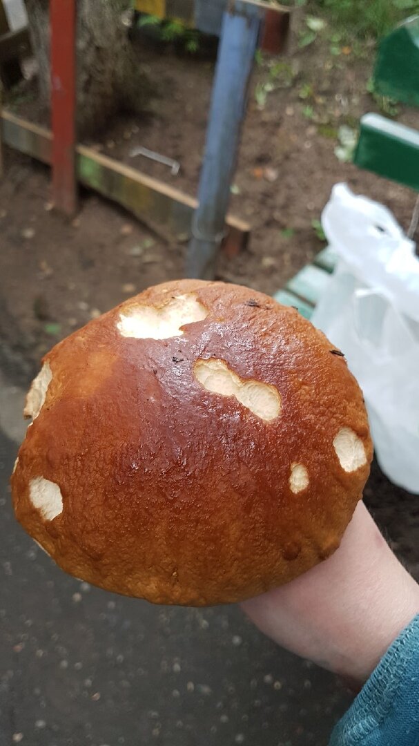Беленький