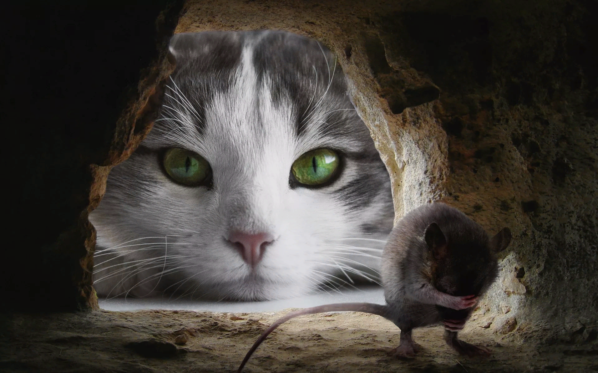 Котики должны делать вот так, а не кушать сыр.