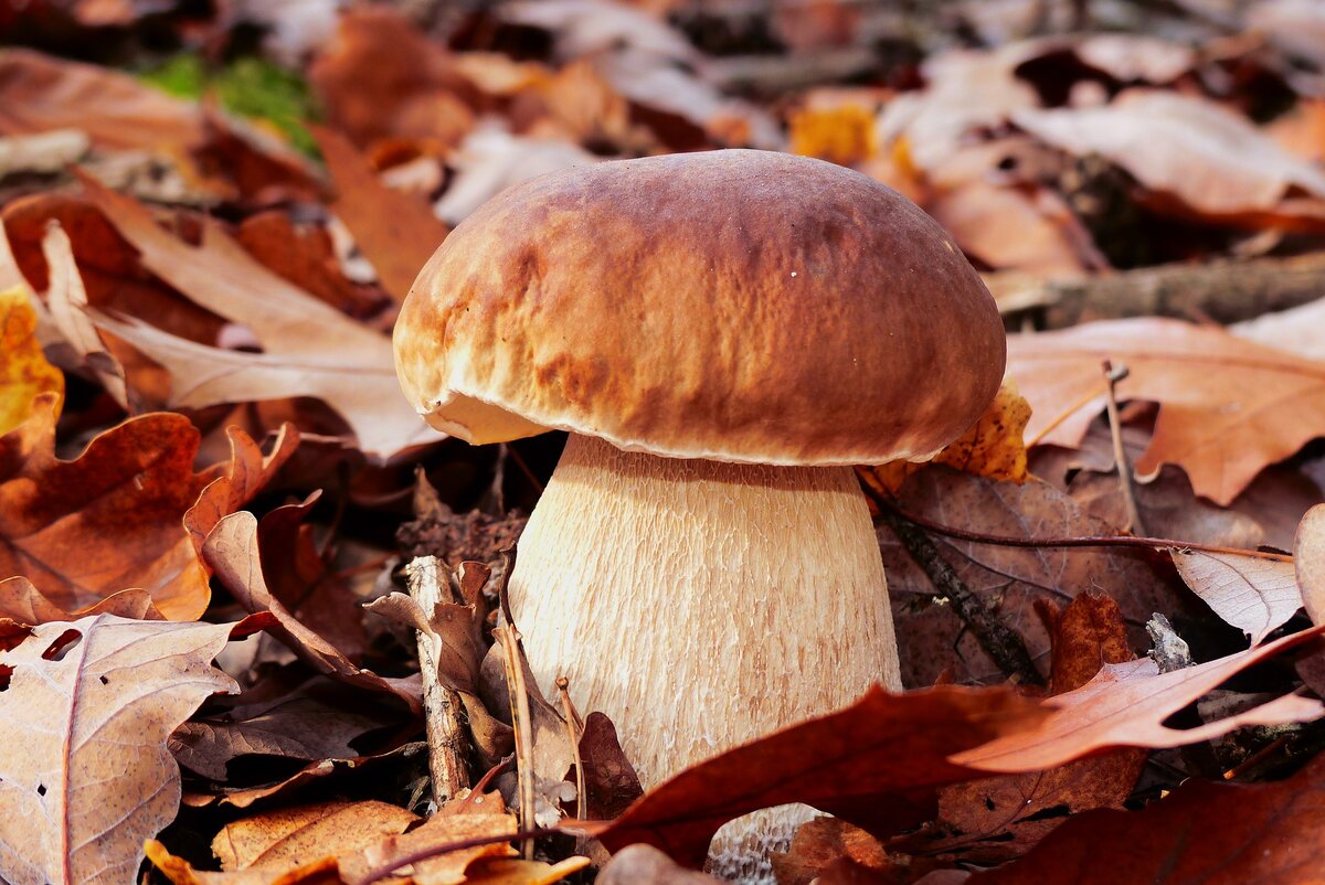 Белый, Боровик, Дорогой, Boletus edulis
