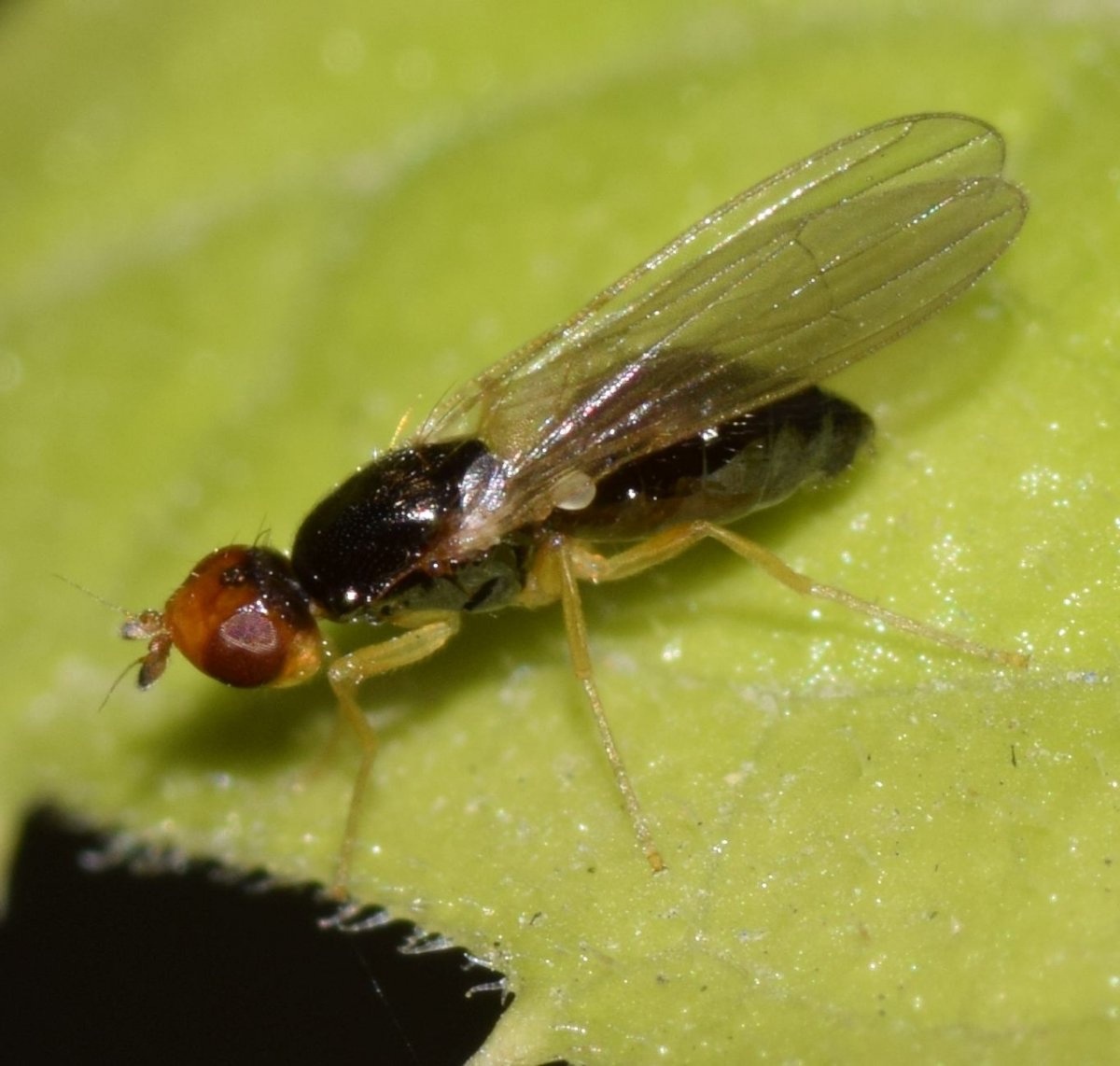 Морковная муха