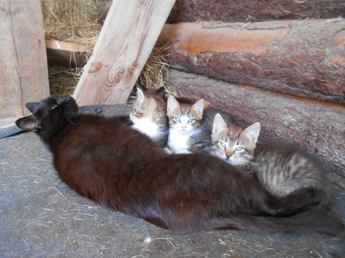 Печка с котятами