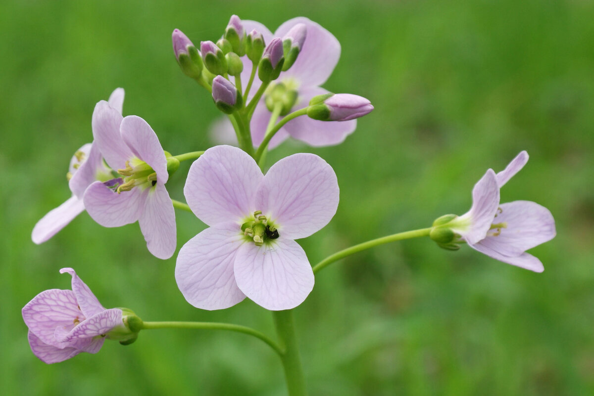 Луговая латынь. Cardamine pratensis. Сердечник Луговой. Сердечник (Cardamine). Сердечник Cardamine pratensis.