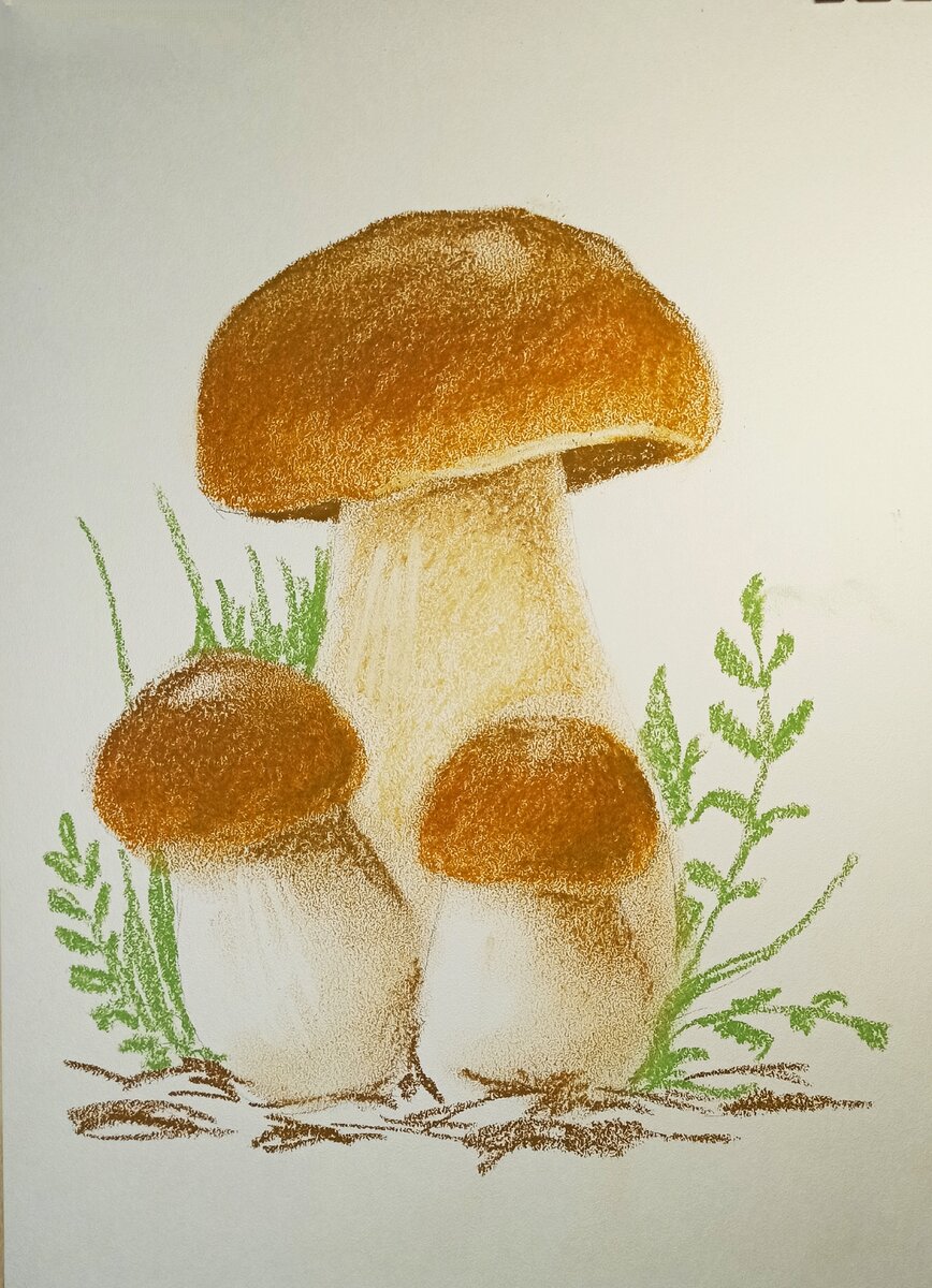 Раскраска Белый гриб - распечатать бесплатно