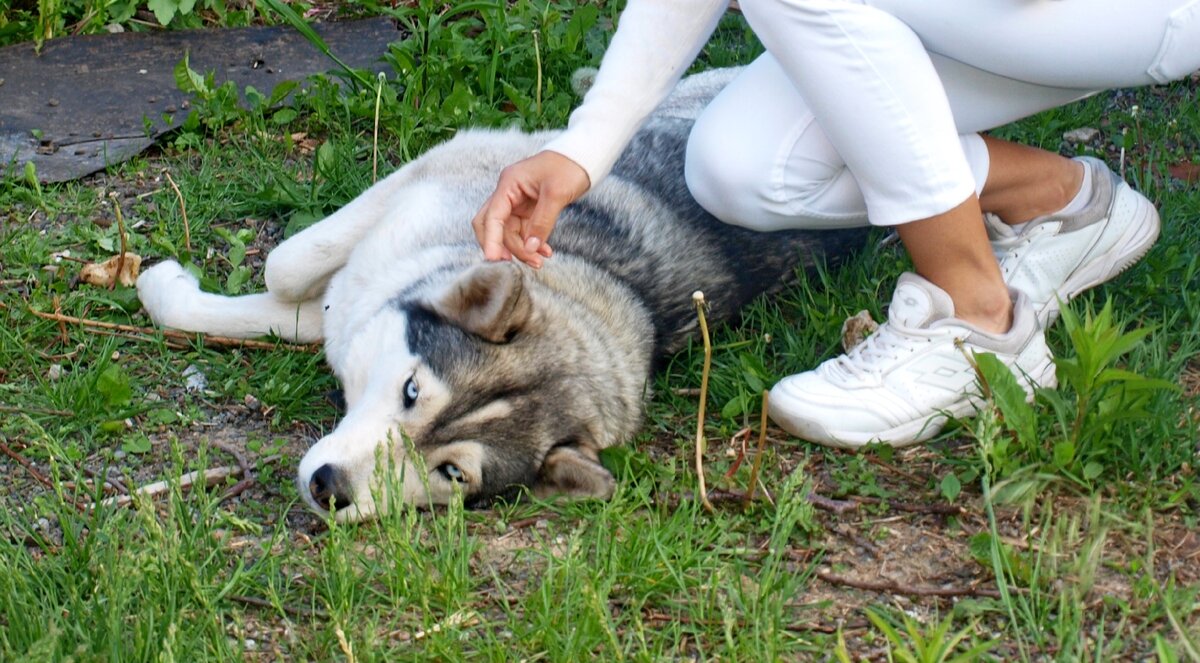 Максимальный хасячий релакс
