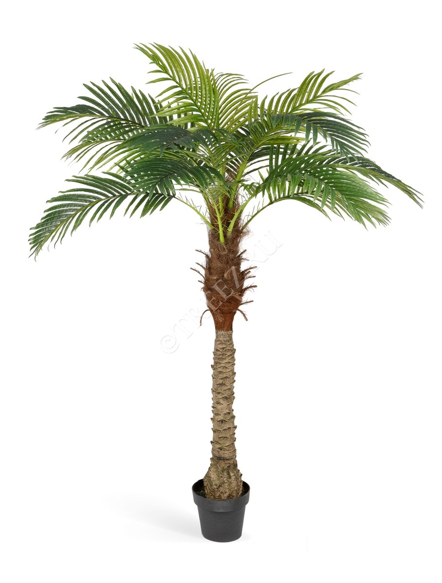 Финиковая пальма Новая