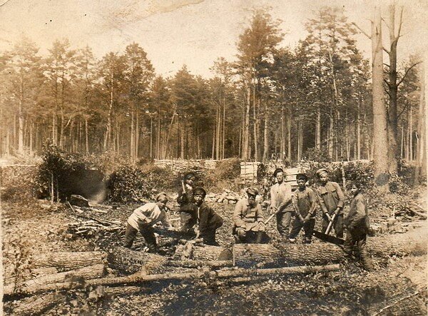 Фото 19 века, занимаются вырубкой леса