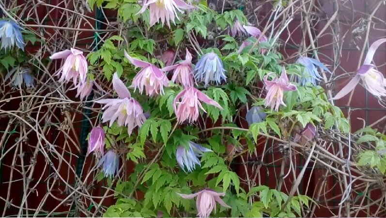                                                              Княжики - это клематисы для ленивых