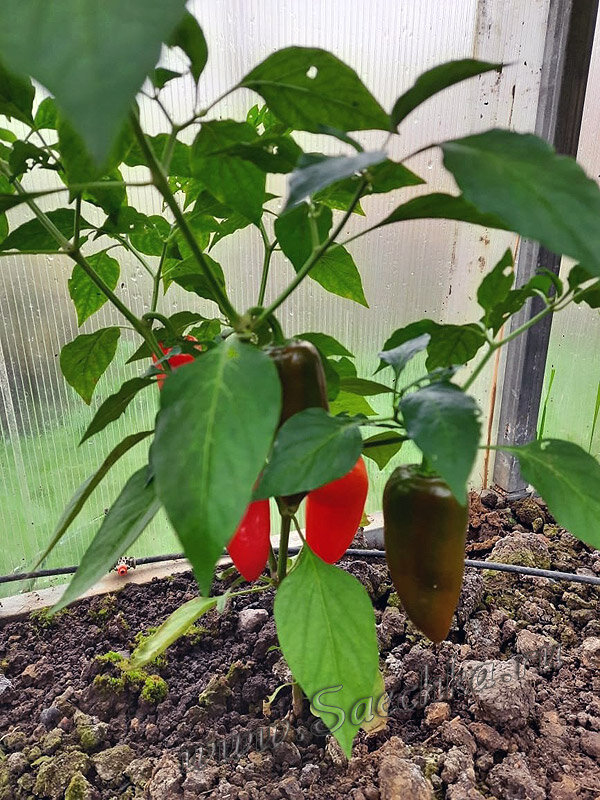 Перец "гномик"