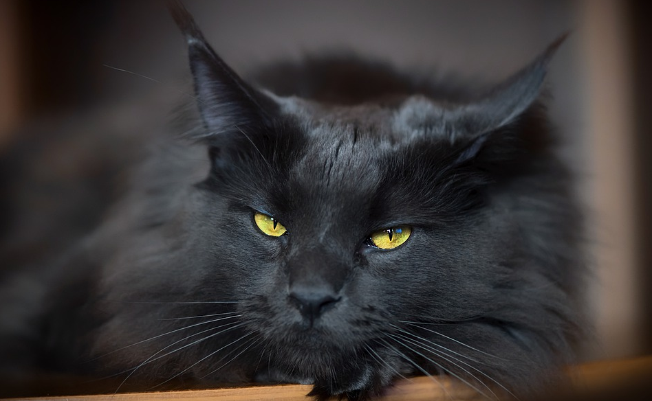 Вкусные имена для кошек и котов