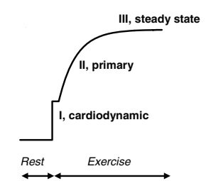 Схематичное изображение фаз кинетики потребления кислорода при постоянных нагрузках с интенсивностью, ниже, чем критическая скорость/мощность [Poole, D. C. and A. M. Jones (2011). Oxygen Uptake Kinetics. Comprehensive Physiology, John Wiley & Sons, Inc.]