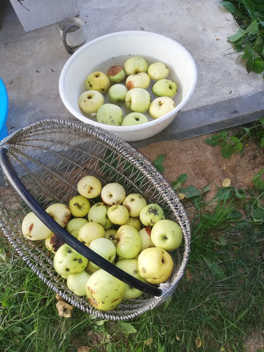 Любимая заготовка зиму: яблочный сок. Купили соковыжималку 