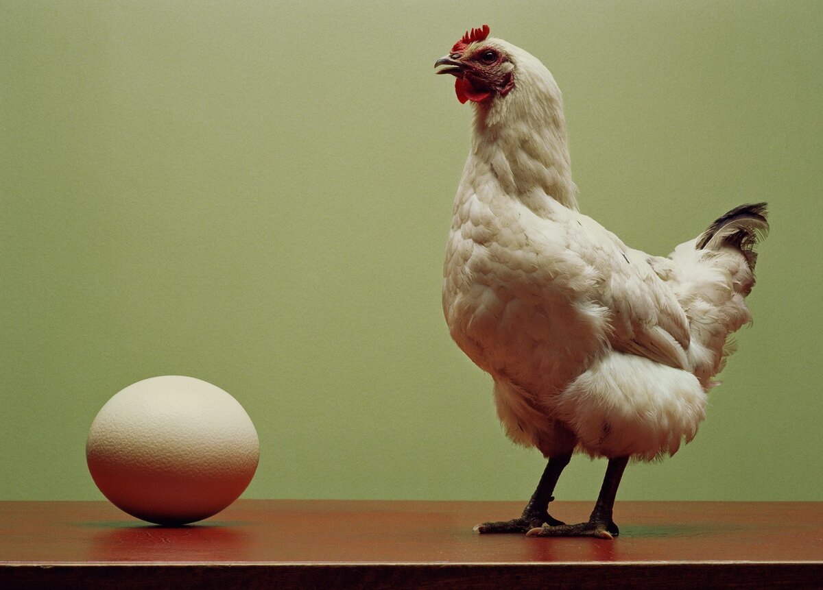 Что было раньше, яйцо или курица?