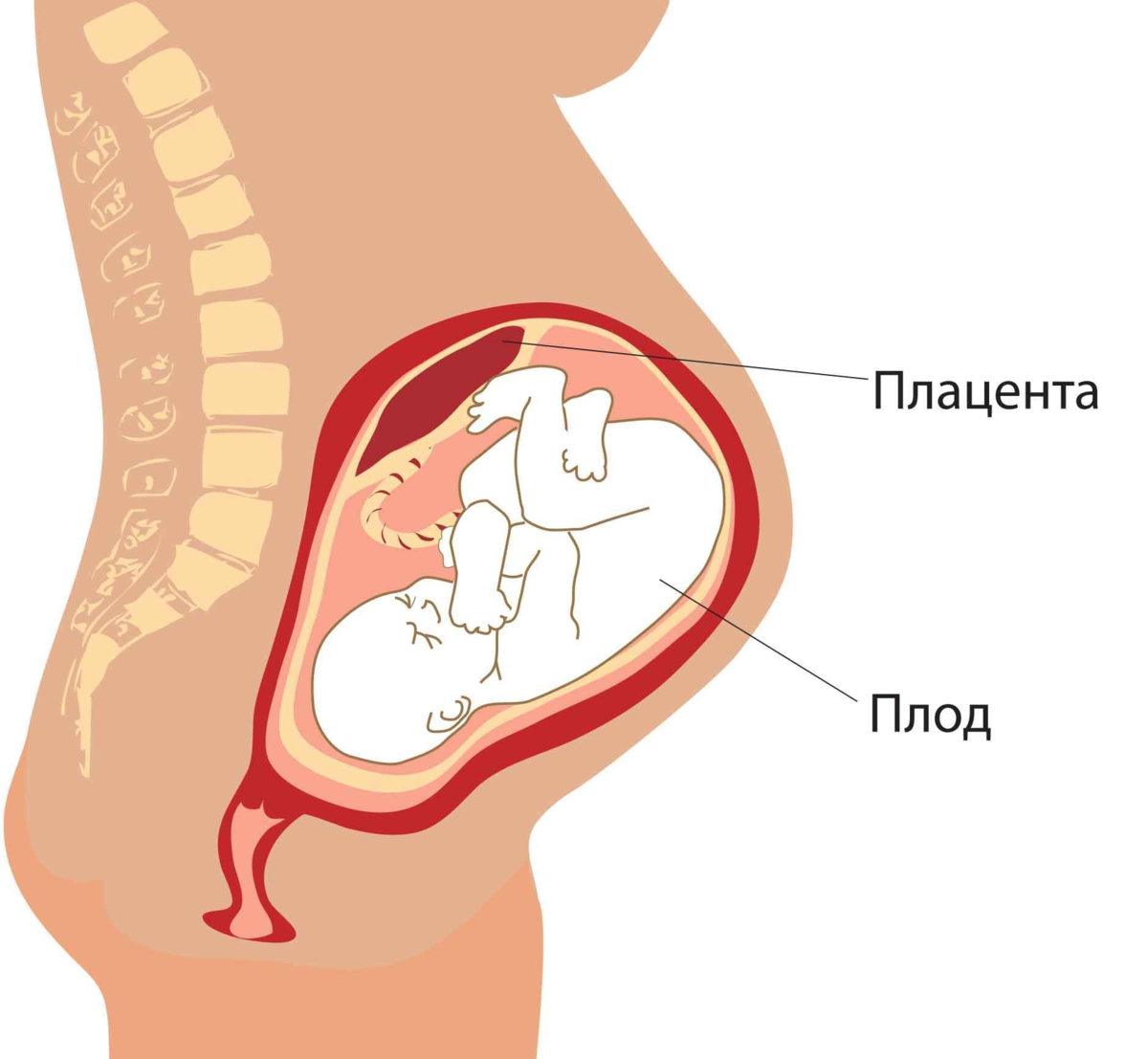 Низкая плацента при беременности: чем опасна и как рожать?😱😞 | За  Рождение | Дзен