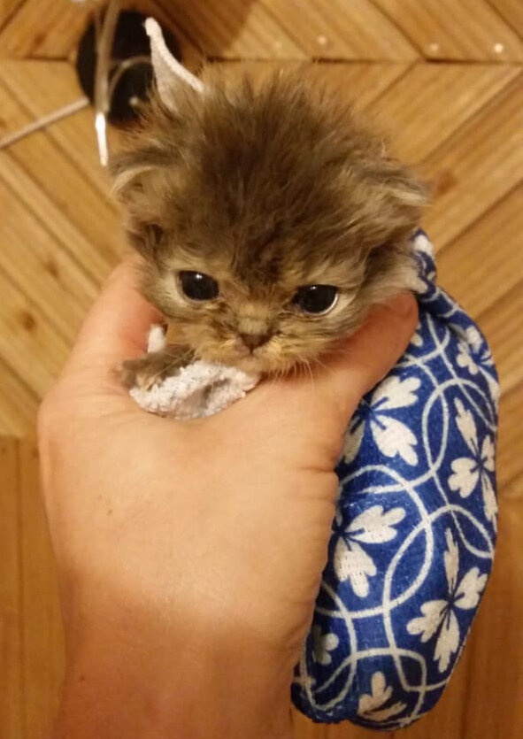 Котенок оказался совсем крошечный.