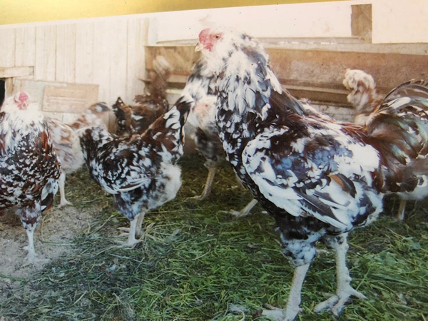 Петух и курица породы Орловская ситцевая из нашего  птичьего двора.