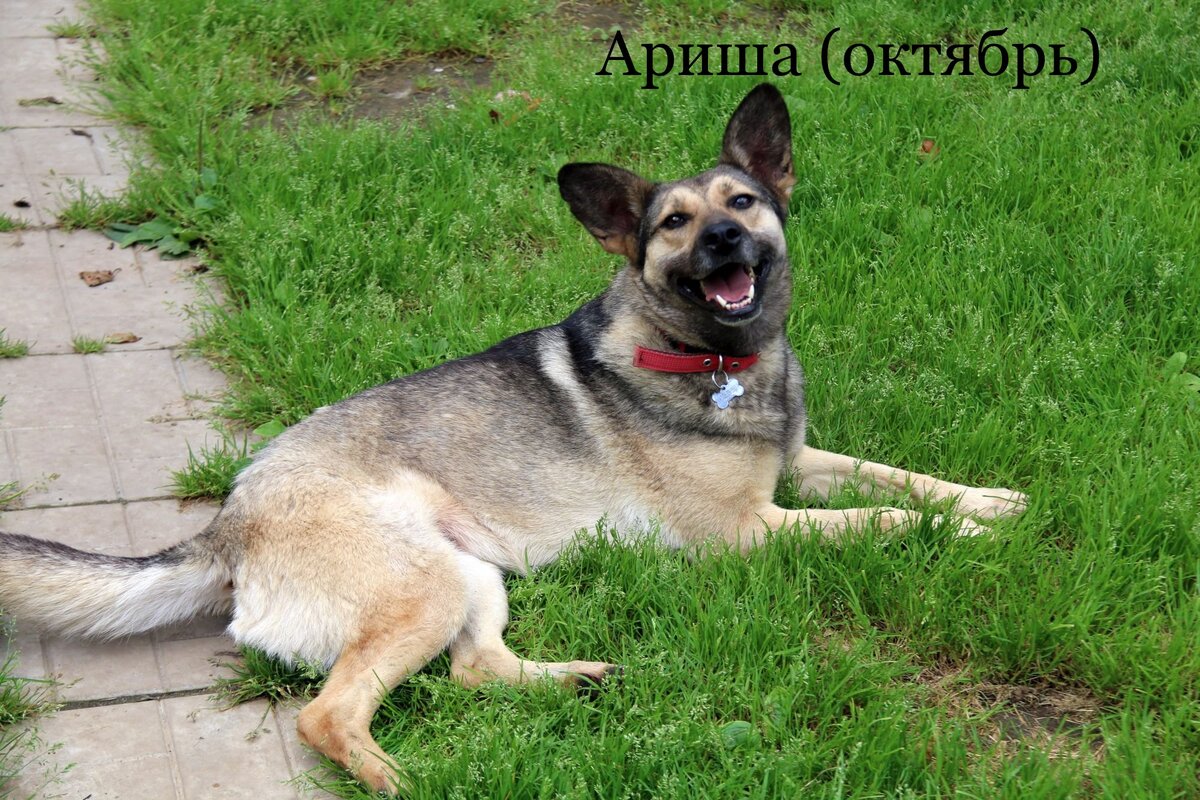 Листайте счастливые носы