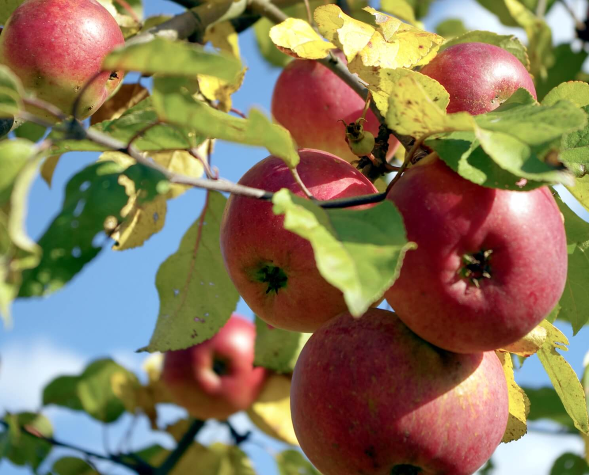 Один из самых высокоурожайных сортов яблонь! Один из лучших позднезимних сортов яблони селекции Белорусского НИИ