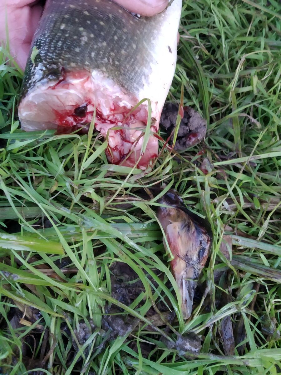 Голова утенка