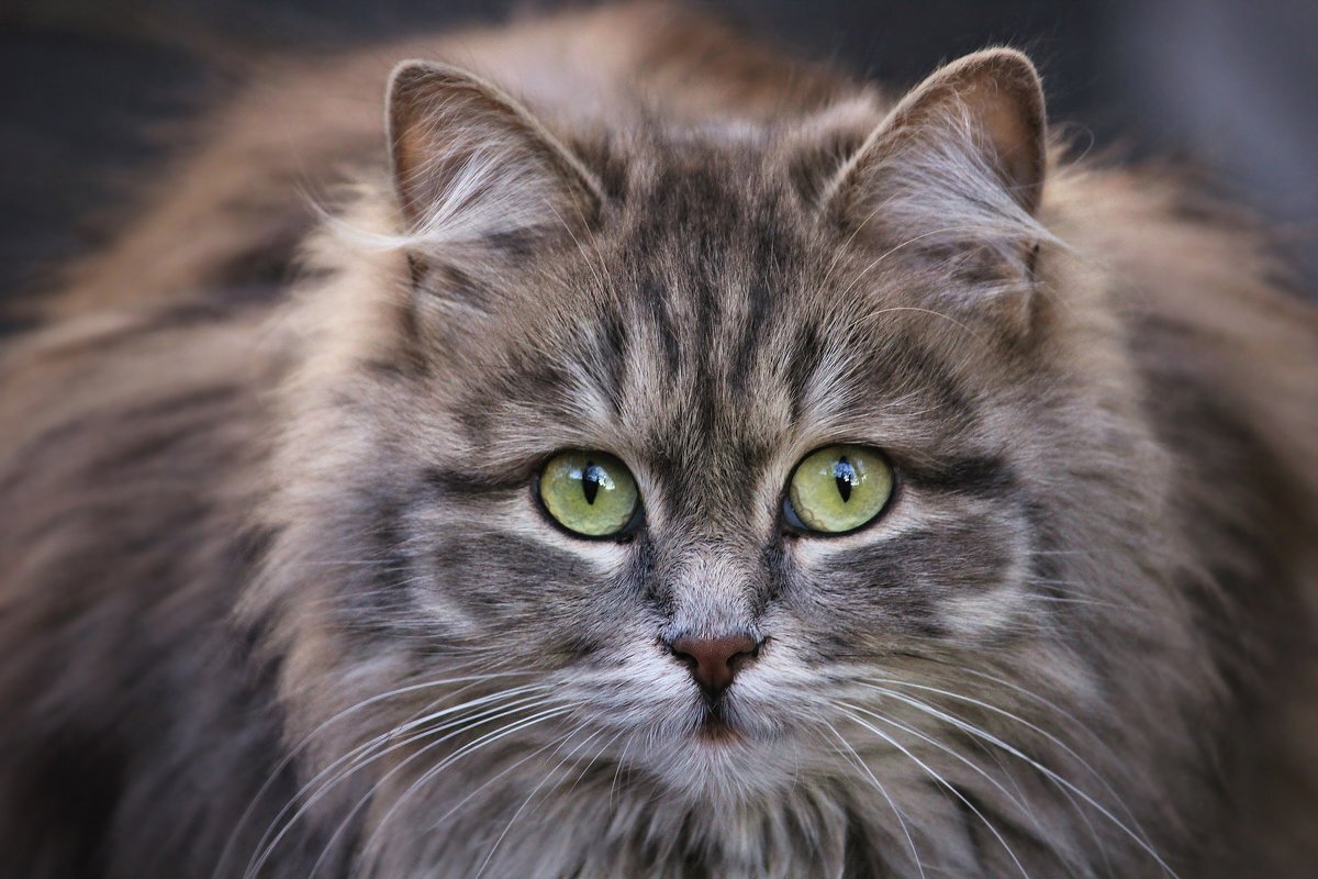 Сибирская кошка: история, стандарты, характер, содержание | ЗооПассаж | Дзен