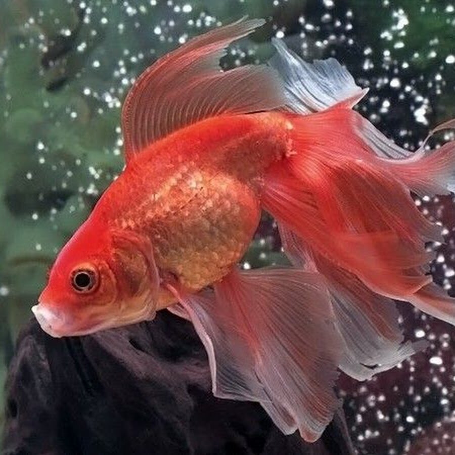 Веерохвостая золотая рыбка.