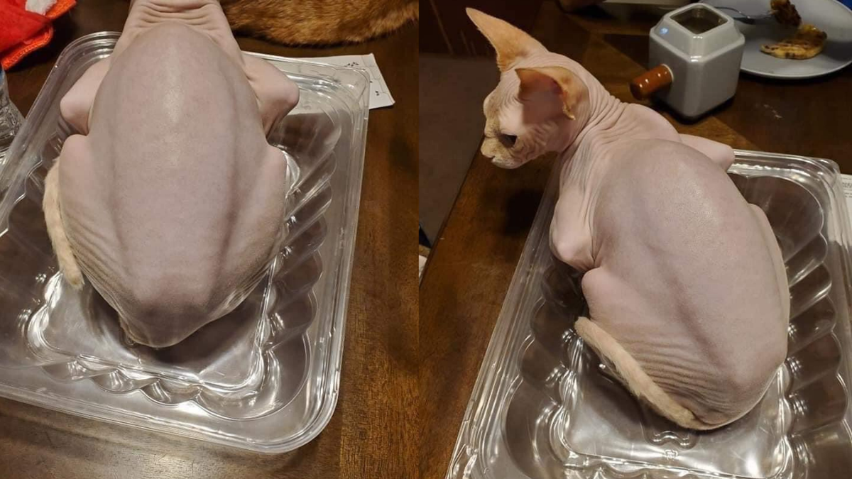 Лысая кошка-сфинкс (фото: @thegallowboob/Twitter)