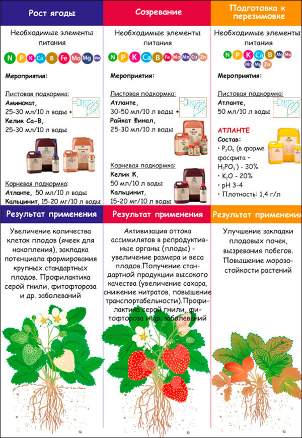 Как вырастить отличный урожай клубники?