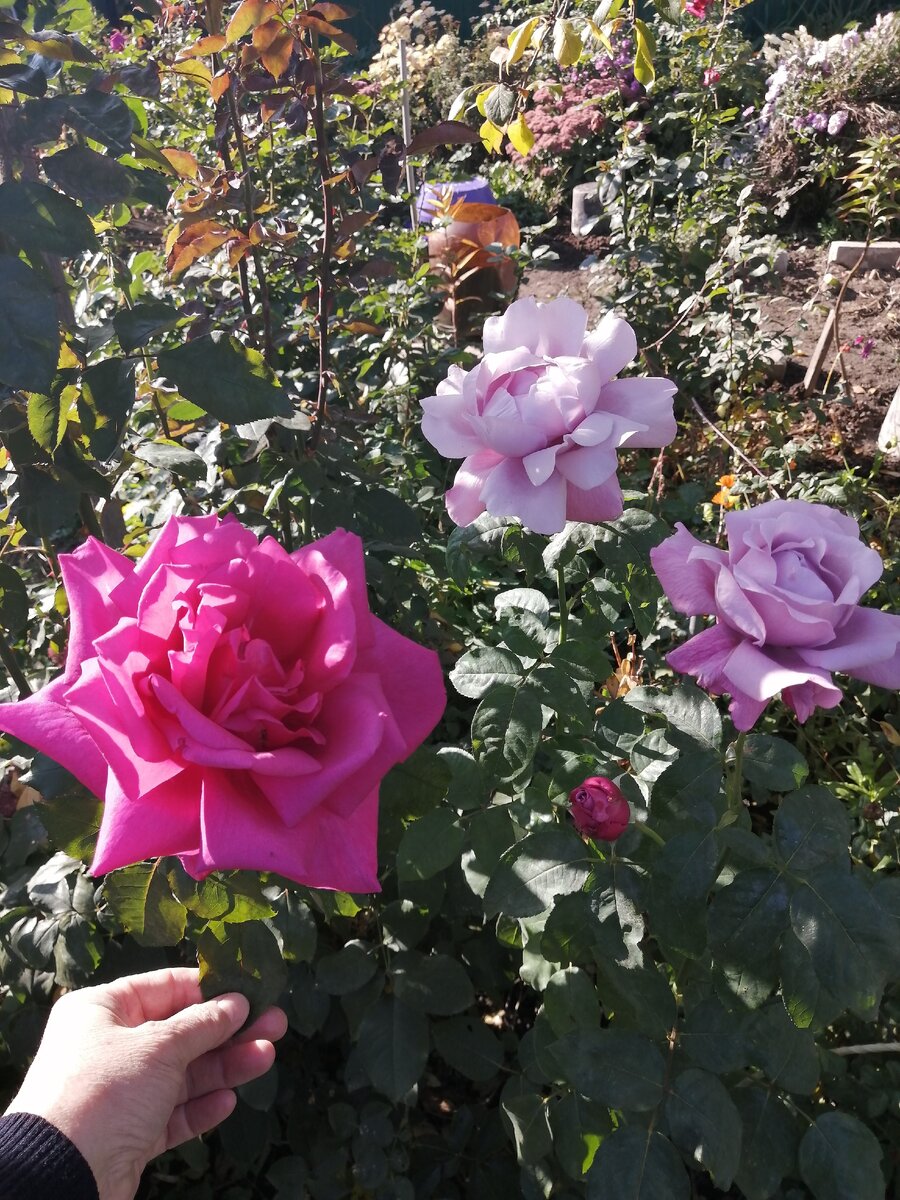 Caprice de Meilland, Nile Blue. Всё фото автора. 