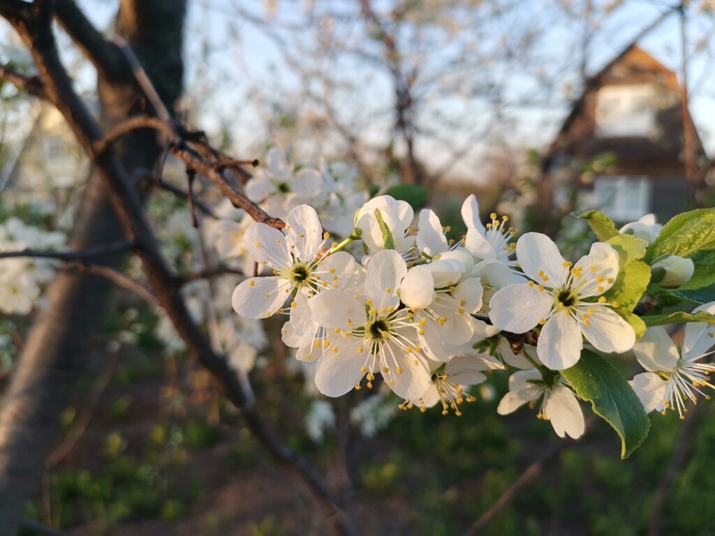 Как цветет терн фото