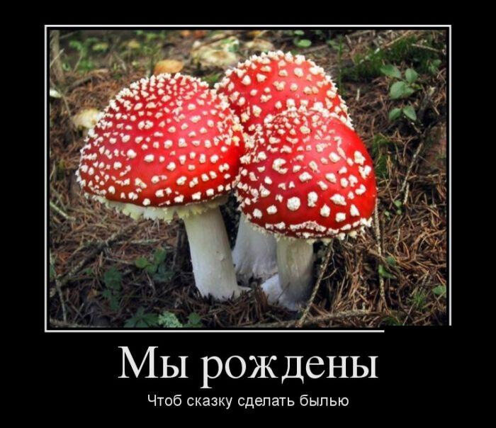 Самые смешные грибы - 75 фото