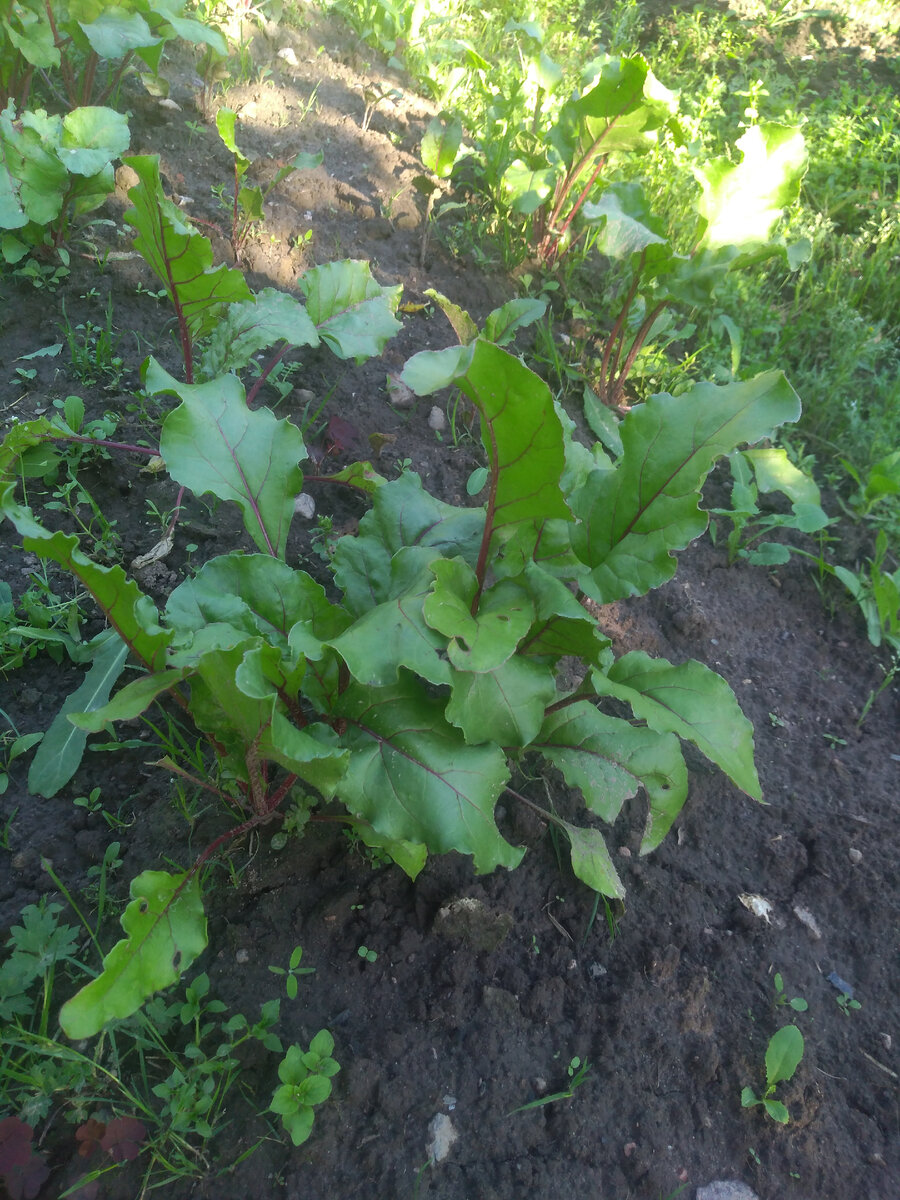 Моя свекла. Золото в земле. Стыд-то какой - не полола