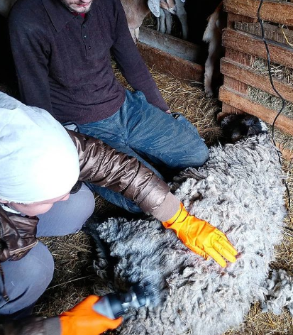 стрижка овечек