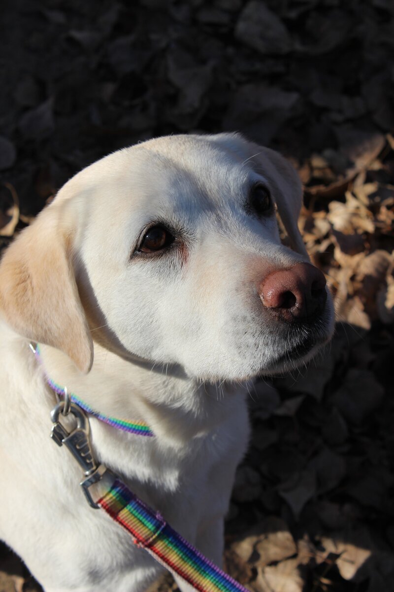 Лабрадор Полли пришла к нам на занятия в возрасте 6 лет и преуспела в обучении 