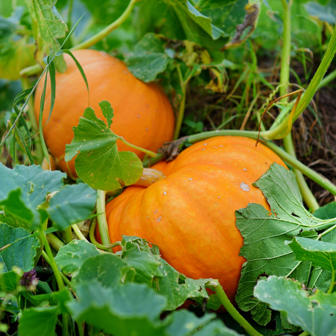 Подкормки один из важных элементов выращивания вкусной тыквы