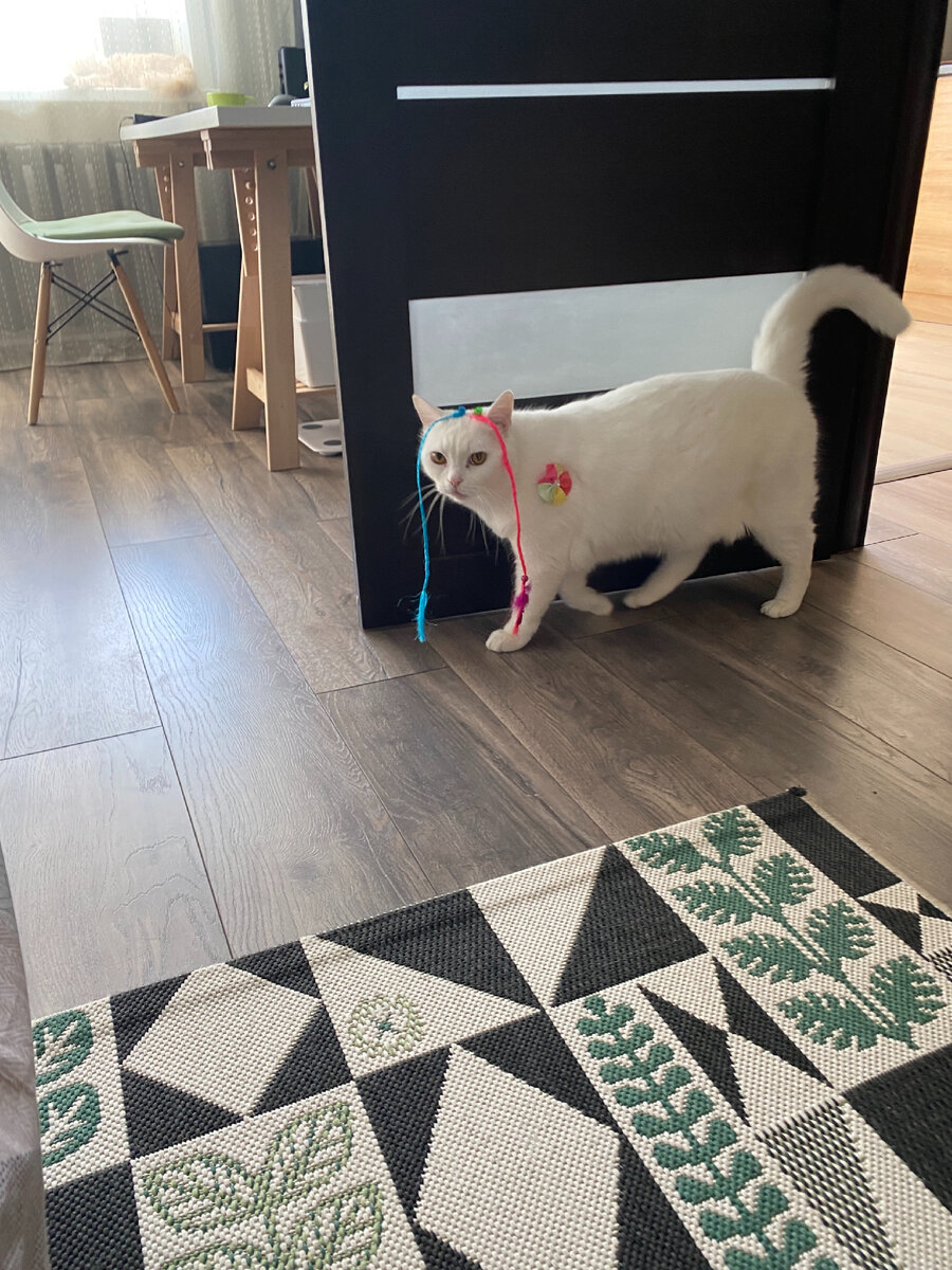 Это тоже я. Хозяйский ребёнок играл со мной в Парикмахера.