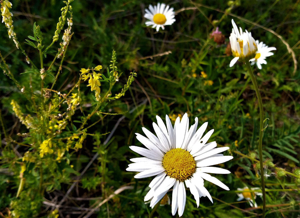                                      Сиротское поле. Фото автора канала.