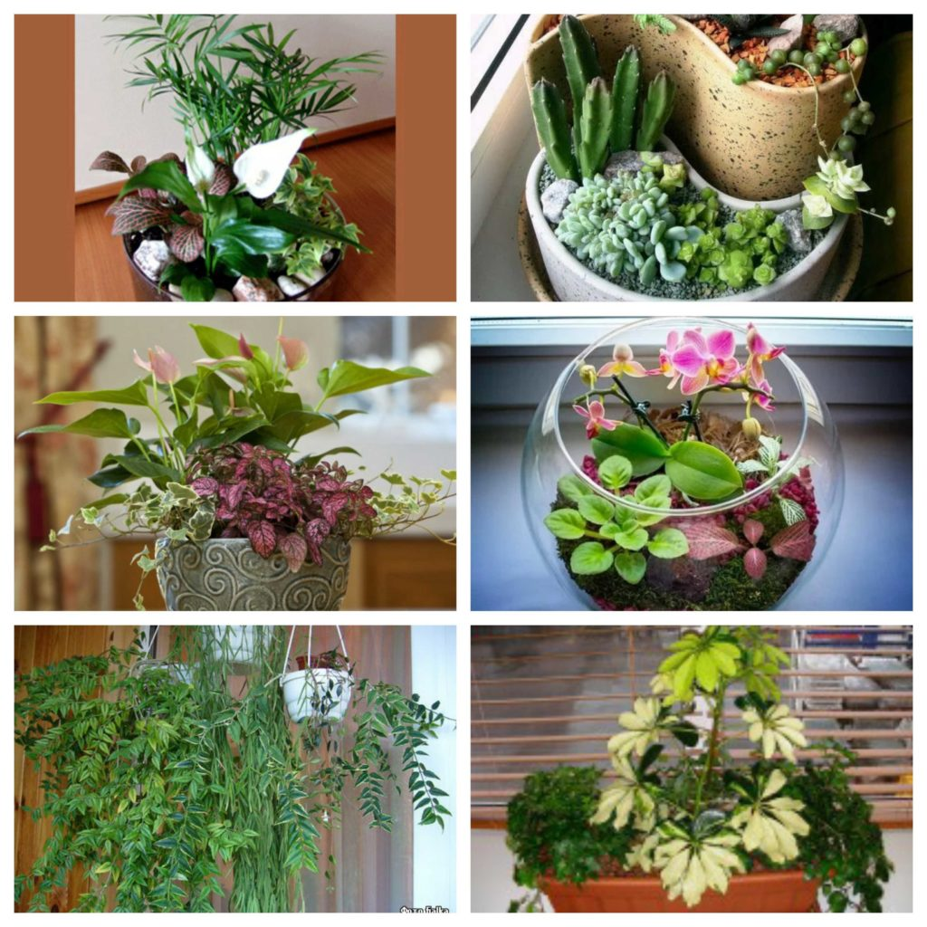 Композиции из комнатных растений и цветов своими руками