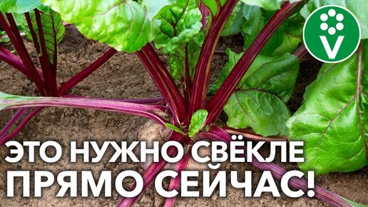 ВСЯ СВЕКЛА БУДЕТ РОВНАЯ, КРУПНАЯ И ХОРОШО СОХРАНИТСЯ!