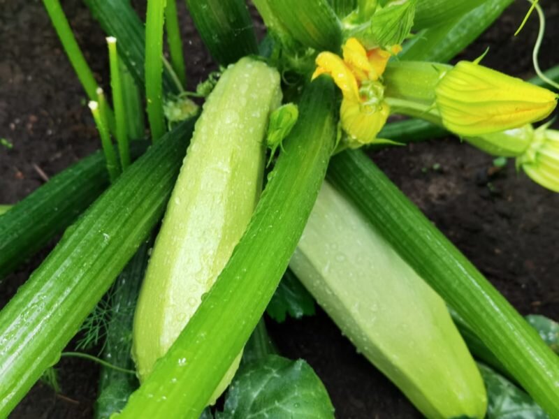 Поле кабачков. Рассада патиссонов. Про кабачок и друзей. Стоячий кабачок. Сбор кабачков на полях.