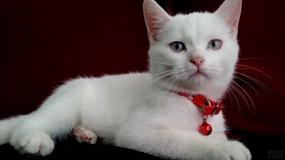 Фото из pinterest