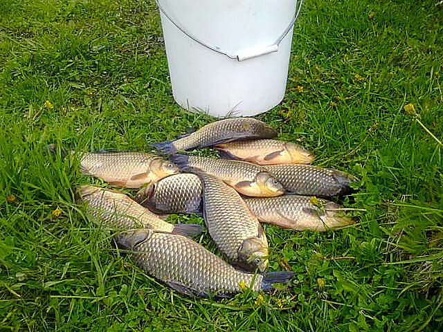 Карась, утренний улов. Фото автора