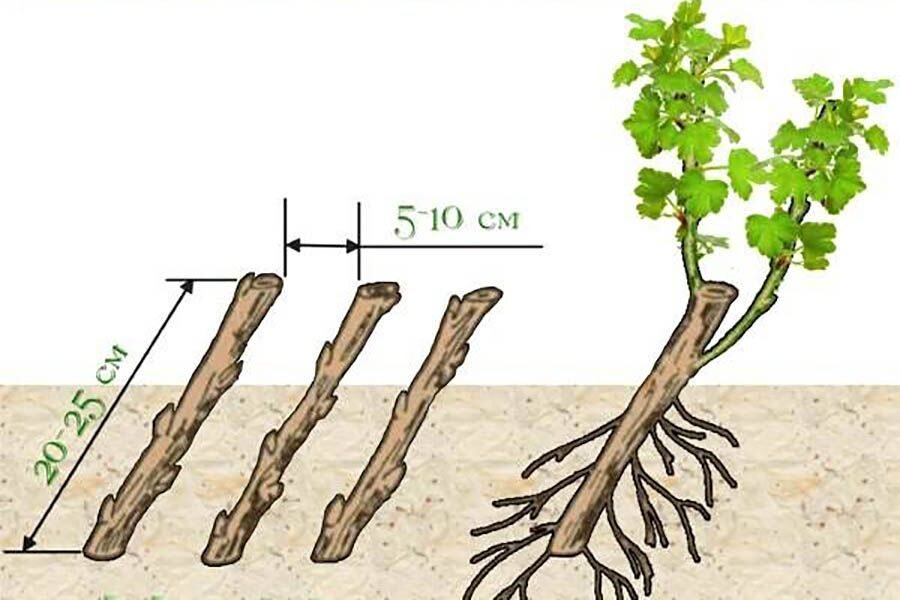  Черенкование чёрной смородины в школке. Фото из открытого источника whatflower.ru