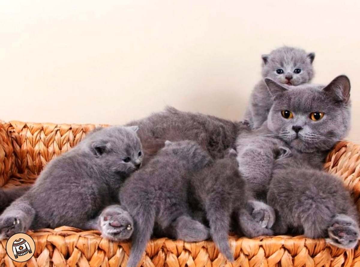 Кошка с котятами