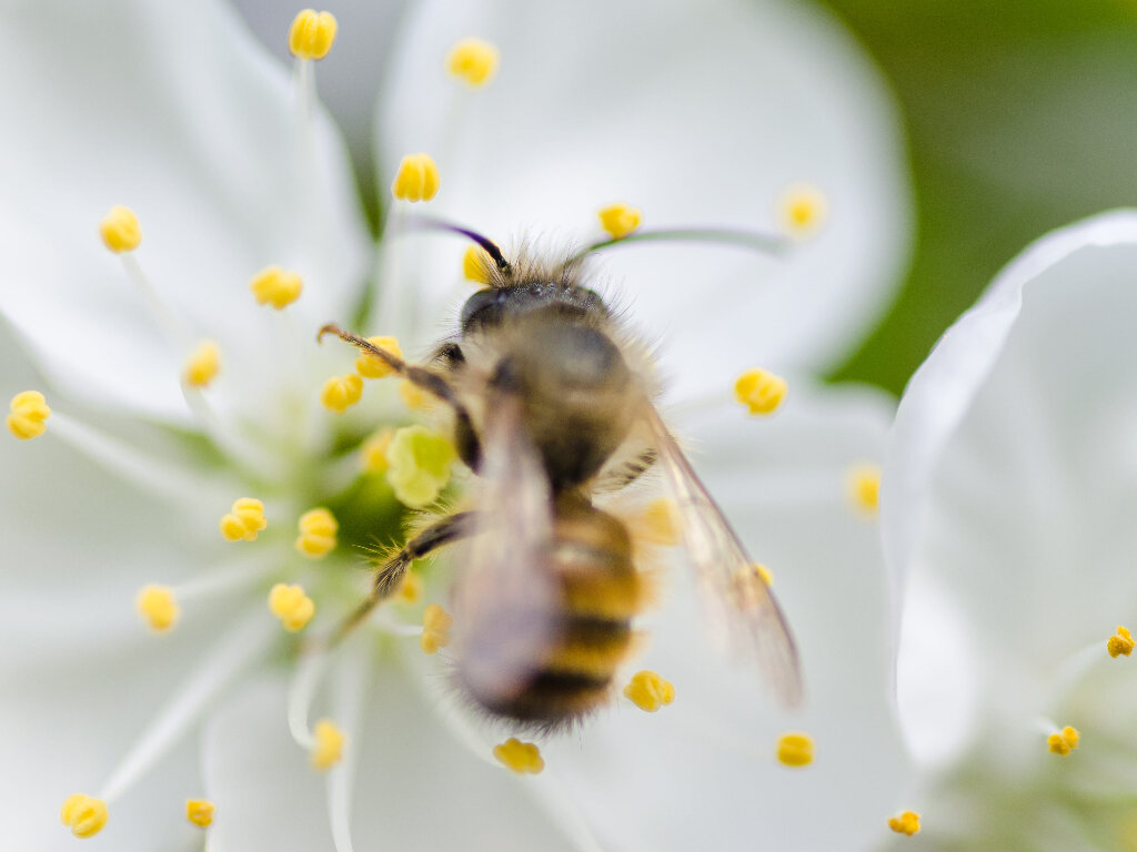В этот день проводились пчелиные игры. Фото: Pxfuel.com 
