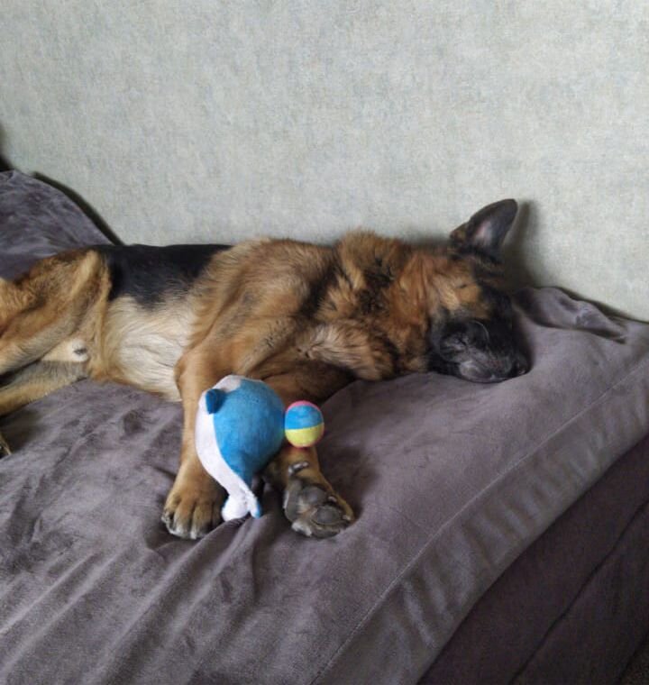 Мой часто спит на кровати 