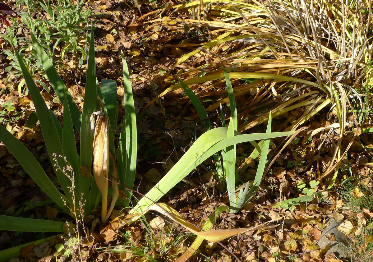 Фото автора. Ирисы осенью